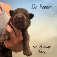 Dr Pepper, a male German Shepherd Dog for sale in Ohio, OH – 3 of 5