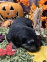 Black and silver, a male German Shepherd Dog for sale in Ohio, OH – Photo 1 of 5