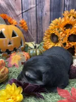 Black and silver, a male German Shepherd Dog for sale in Ohio, OH – Photo 2 of 5