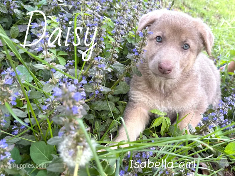 Daisy – German Shepherd Dog puppy for sale in Ohio, OH