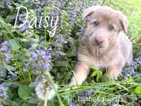 Daisy, a female German Shepherd Dog for sale in Ohio, OH – Photo 1 of 4