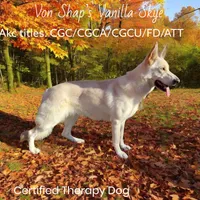 Daisy, a female German Shepherd Dog for sale in Ohio, OH – Photo 4 of 4