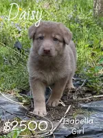 Daisy, a female German Shepherd Dog for sale in Ohio, OH – Photo 2 of 4