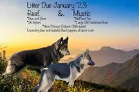 Pending, a female German Shepherd Dog for sale in Ohio, OH – Photo 2 of 2