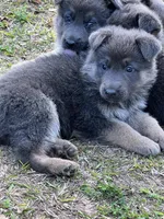 Pending, a female German Shepherd Dog for sale in Ohio, OH – Photo 1 of 2