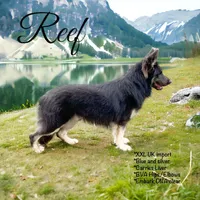 Fawns/Sables, a  German Shepherd Dog for sale in Ohio, OH – Photo 2 of 2