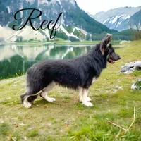Dr Pepper, a male German Shepherd Dog for sale in Woodsfield, OH – 5 of 8