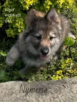 Nymeria , a female German Shepherd Dog for sale in Ohio, OH – 4 of 4