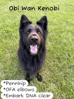 Nymeria , a female German Shepherd Dog for sale in Ohio, OH – 2 of 4