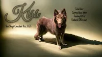 Nymeria , a female German Shepherd Dog for sale in Ohio, OH – 3 of 4