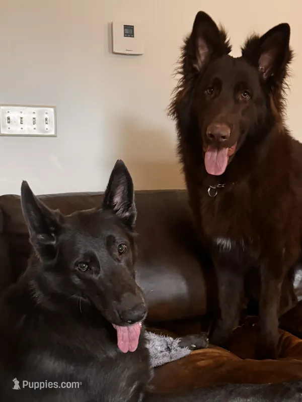 Coming soon – German Shepherd Dog puppy for sale in Ohio, OH