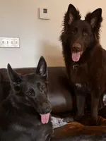 Coming soon, a  German Shepherd Dog for sale in Ohio, OH – 1 of 2