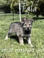 Tala, a female German Shepherd Dog for sale in Ohio, OH – 4 of 4
