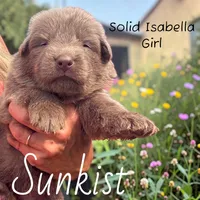 SunKist, a female German Shepherd Dog for sale in Ohio, OH – 1 of 3