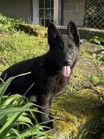 Draco, a male German Shepherd Dog for sale in Ohio, OH – 3 of 3