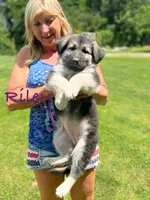 Import lines black and silver, a female German Shepherd Dog for sale in Ohio, OH – Photo 2 of 6