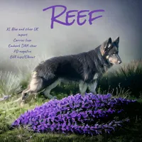 Import lines black and silver, a female German Shepherd Dog for sale in Ohio, OH – Photo 3 of 6