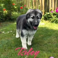 Import lines black and silver, a female German Shepherd Dog for sale in Ohio, OH – Photo 5 of 6