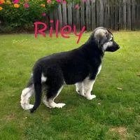 Import lines black and silver, a female German Shepherd Dog for sale in Ohio, OH – Photo 1 of 6