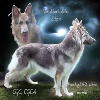 Rome, a male German Shepherd Dog for sale in Ohio, OH – 2 of 3