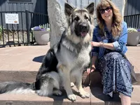 Merle Haggard, a female German Shepherd Dog for sale in Ohio, OH – Photo 4 of 4