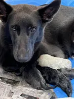 Merle Haggard, a female German Shepherd Dog for sale in Ohio, OH – Photo 3 of 4