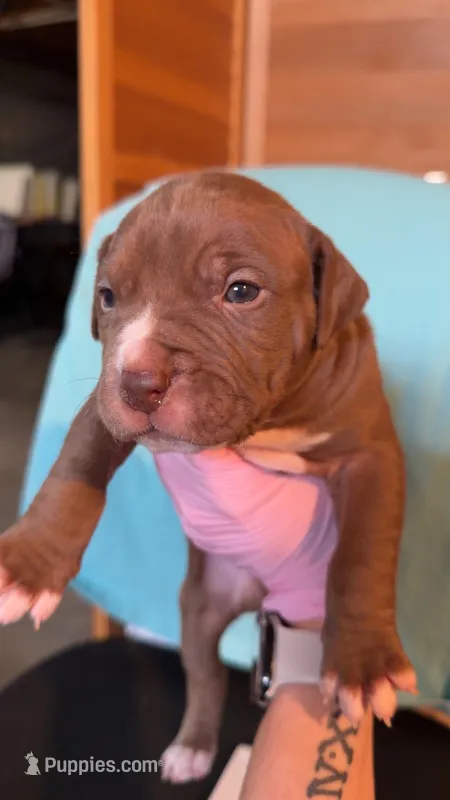 08989 – American Pit Bull Terrier puppy for sale in Nevada, MO