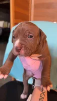 08989, a male American Pit Bull Terrier for sale in Nevada, MO – 1 of 2