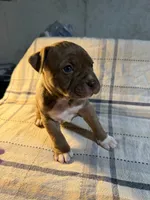 08990, a female American Pit Bull Terrier for sale in Nevada, MO – 2 of 3