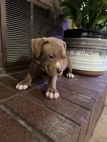 08989, a male American Pit Bull Terrier for sale in Walker, MO – 6 of 6