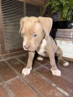 08104, a female American Pit Bull Terrier for sale in Walker, MO – 4 of 4