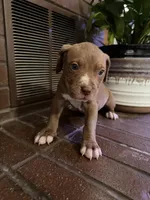08989, a male American Pit Bull Terrier for sale in Walker, MO – 4 of 6