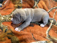 08987, a female American Pit Bull Terrier for sale in Nevada, MO – 3 of 3