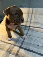 08990, a female American Pit Bull Terrier for sale in Nevada, MO – 3 of 3