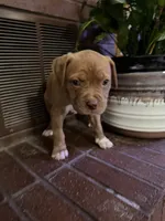 08990, a female American Pit Bull Terrier for sale in Walker, MO – 5 of 6