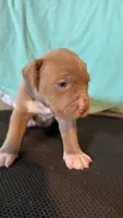 08104, a female American Pit Bull Terrier for sale in Nevada, MO – 1 of 2