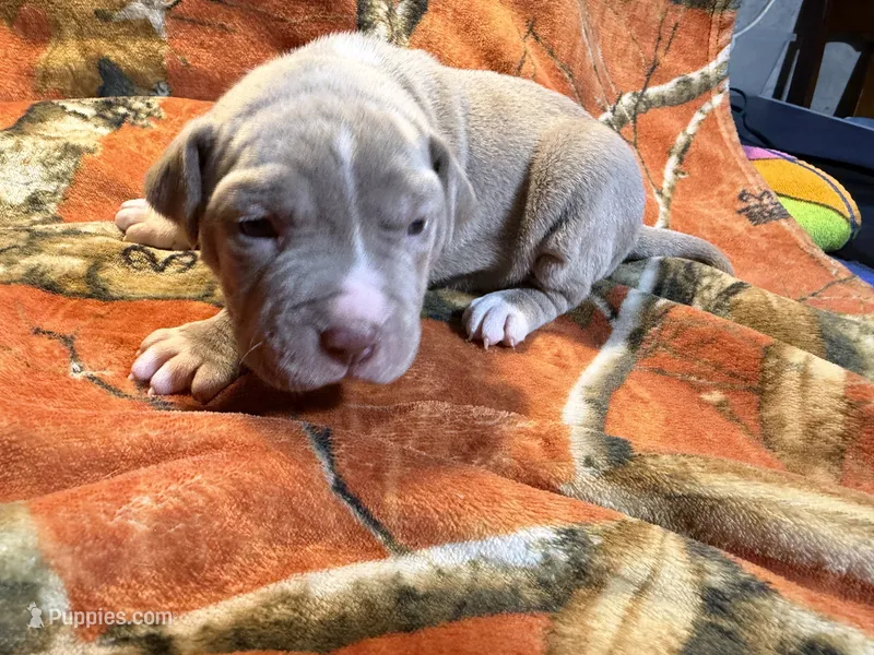 08987 – American Pit Bull Terrier puppy for sale in Nevada, MO