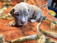 08987, a female American Pit Bull Terrier for sale in Nevada, MO – 1 of 3