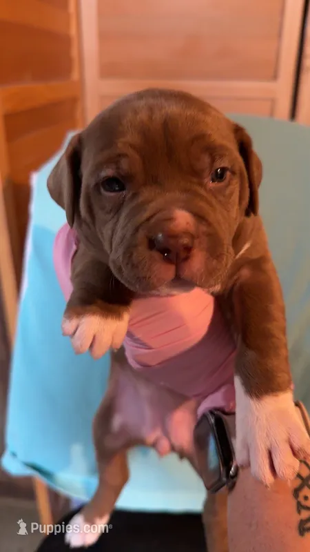 08985 – American Pit Bull Terrier puppy for sale in Nevada, MO