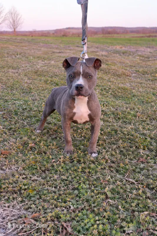 Puppy 5 – American Staffordshire Terrier, American Pit Bull Terrier puppy for sale in Nevada, MO