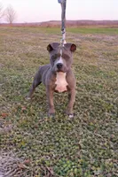 Puppy 5, a female American Staffordshire Terrier and American Pit Bull Terrier for sale in Nevada, MO – Photo 1 of 7
