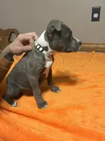 Puppy 5, a female American Staffordshire Terrier and American Pit Bull Terrier for sale in Nevada, MO – Photo 3 of 7