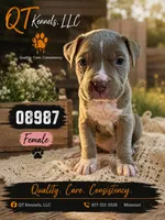 08987, a female American Pit Bull Terrier for sale in Camdenton, MO – 4 of 4