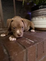 08989, a male American Pit Bull Terrier for sale in Walker, MO – 5 of 6