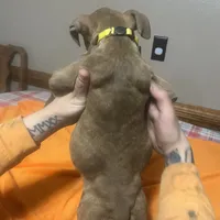 Puppy 3, a female American Staffordshire Terrier and American Pit Bull Terrier for sale in Springfield, MO – Photo 6 of 8