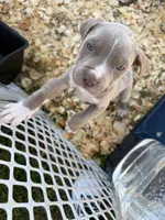 08987, a female American Pit Bull Terrier for sale in Joplin, MO – 5 of 5