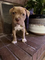08990, a female American Pit Bull Terrier for sale in Walker, MO – 6 of 6