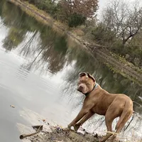 Pup 4, a female American Staffordshire Terrier and American Pit Bull Terrier for sale in Springfield, MO – Photo 2 of 10
