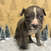 Pup 4, a female American Staffordshire Terrier and American Pit Bull Terrier for sale in Springfield, MO – Photo 1 of 10