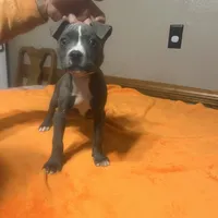 Pup 4, a female American Staffordshire Terrier and American Pit Bull Terrier for sale in Springfield, MO – Photo 10 of 10